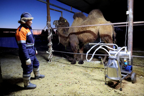 ubpress/image/2026/02/09/0430o5fo9qxm00j3/Монголын